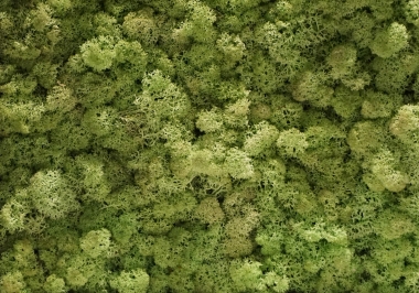 Torvtak mint green panel uit de Tundra moss collectie