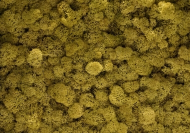 Torvtak icemoss uit de Tundra moss collectie