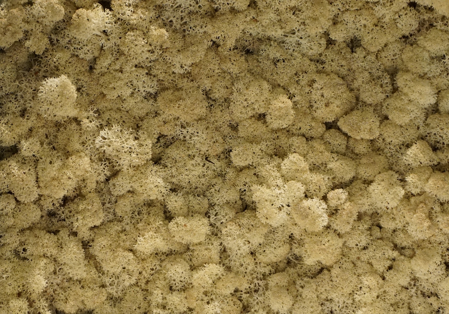 Torvtak orgaisch naturel icemoss uit de Tundra moss collectie