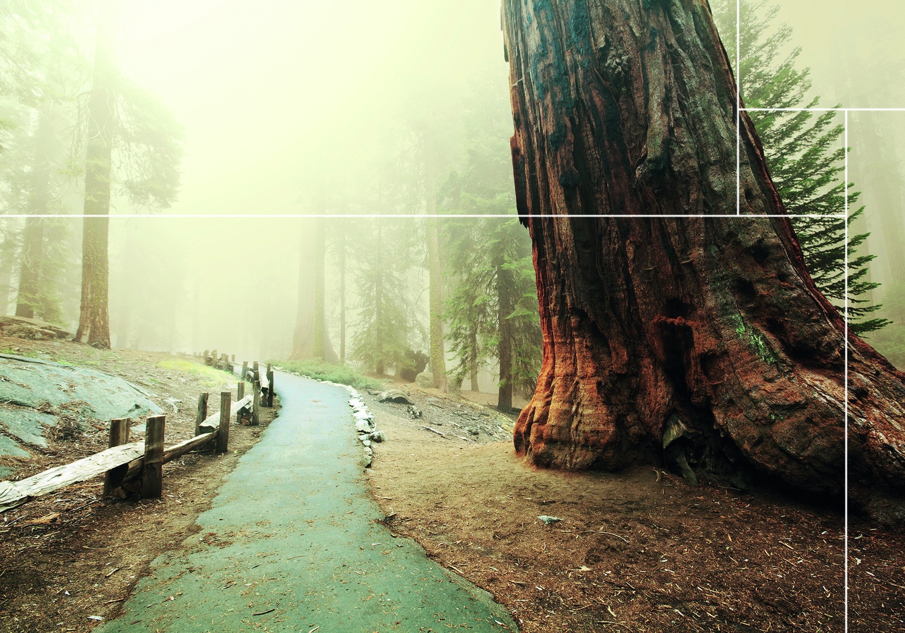 Bekijk hier wood decoratie van de Sequoia woods collectie |Nature@home